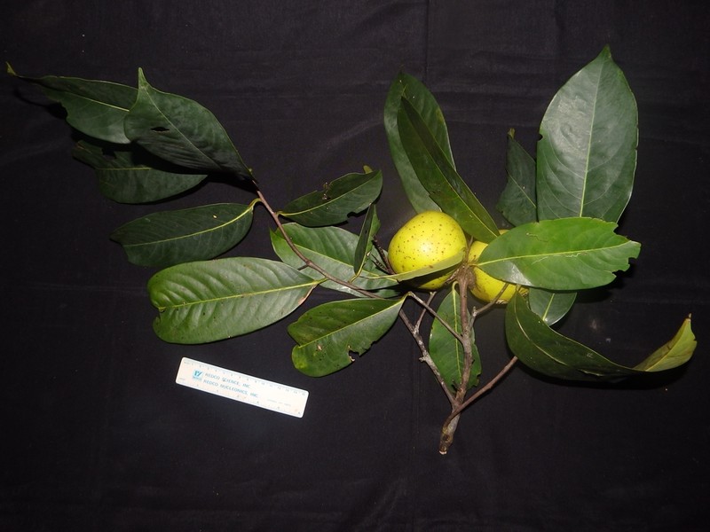 Diospyros papuana
