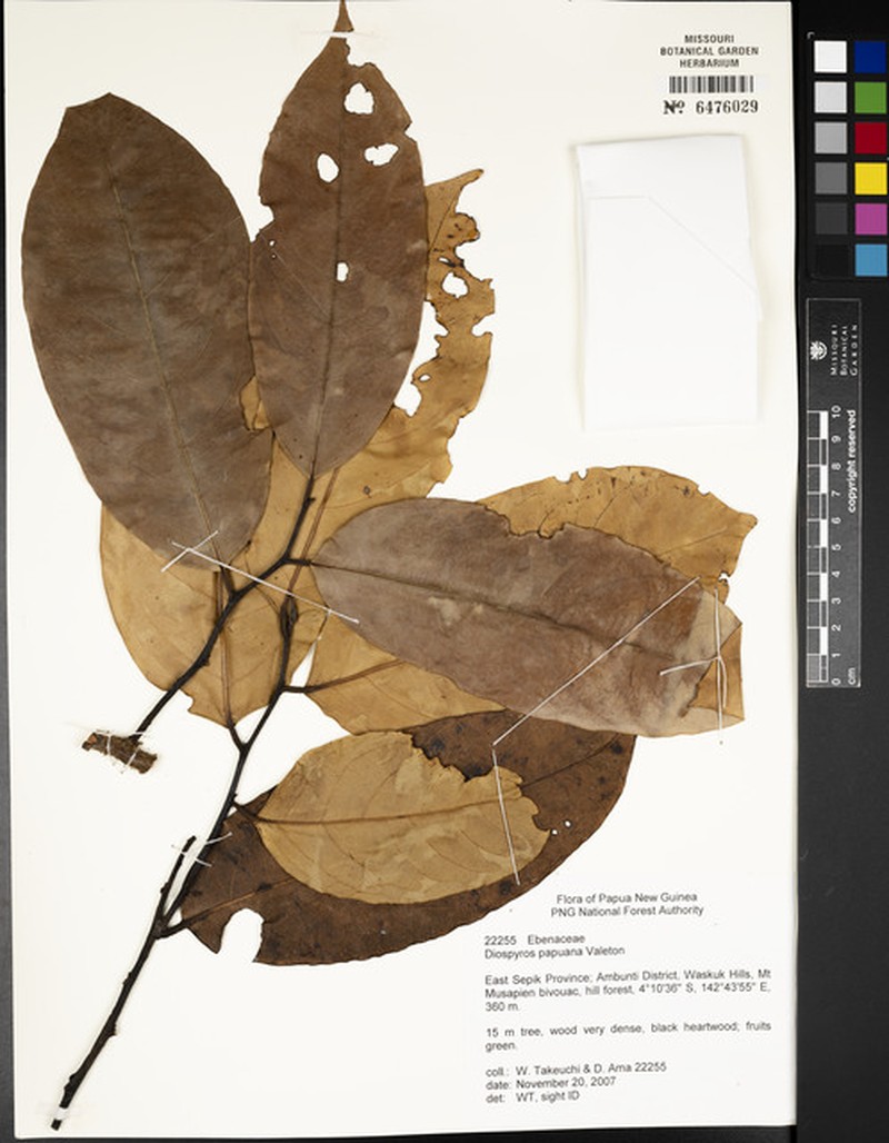 Diospyros papuana photo 3