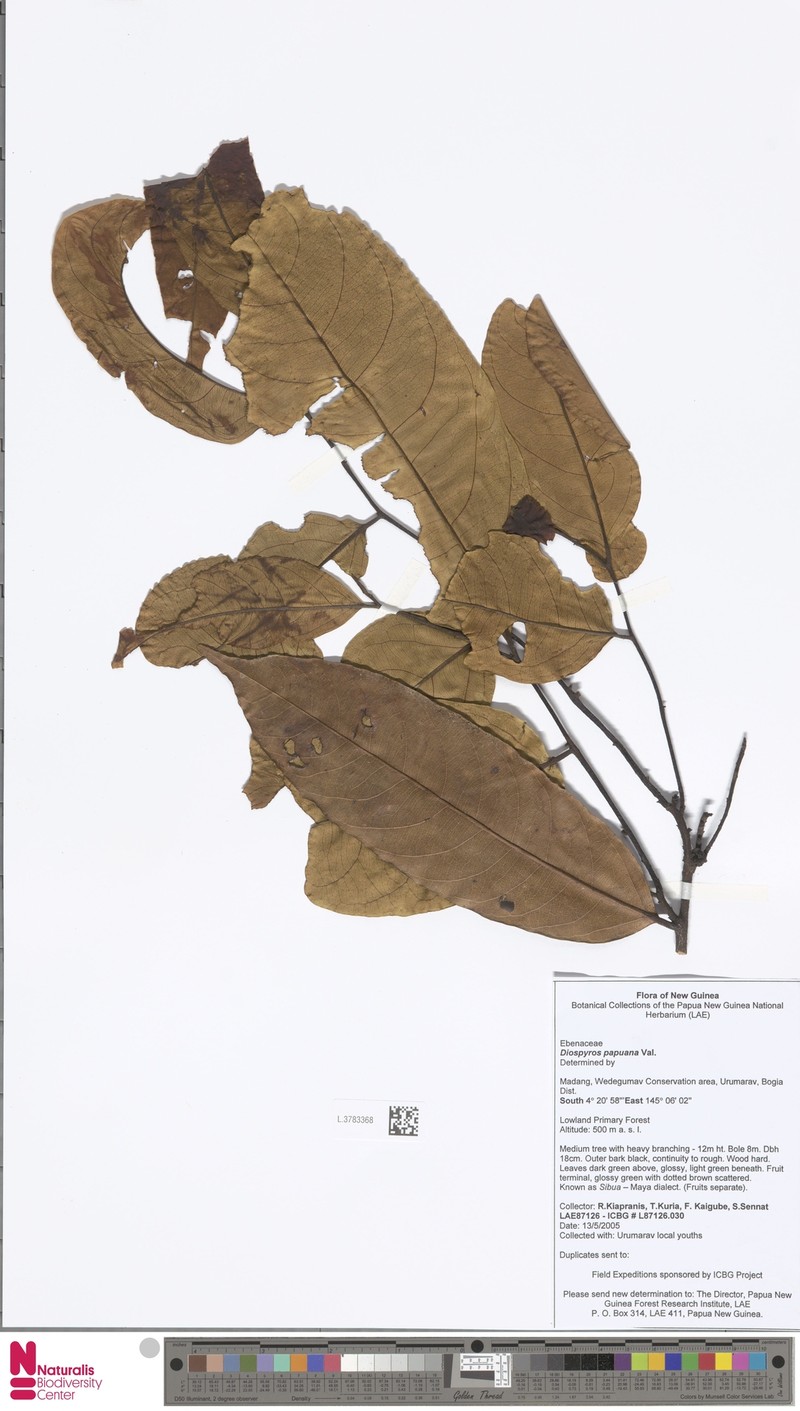 Diospyros papuana photo 4