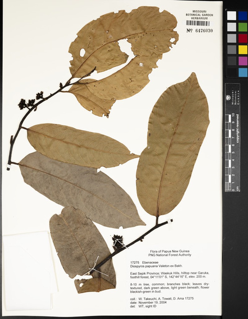 Diospyros papuana photo 5