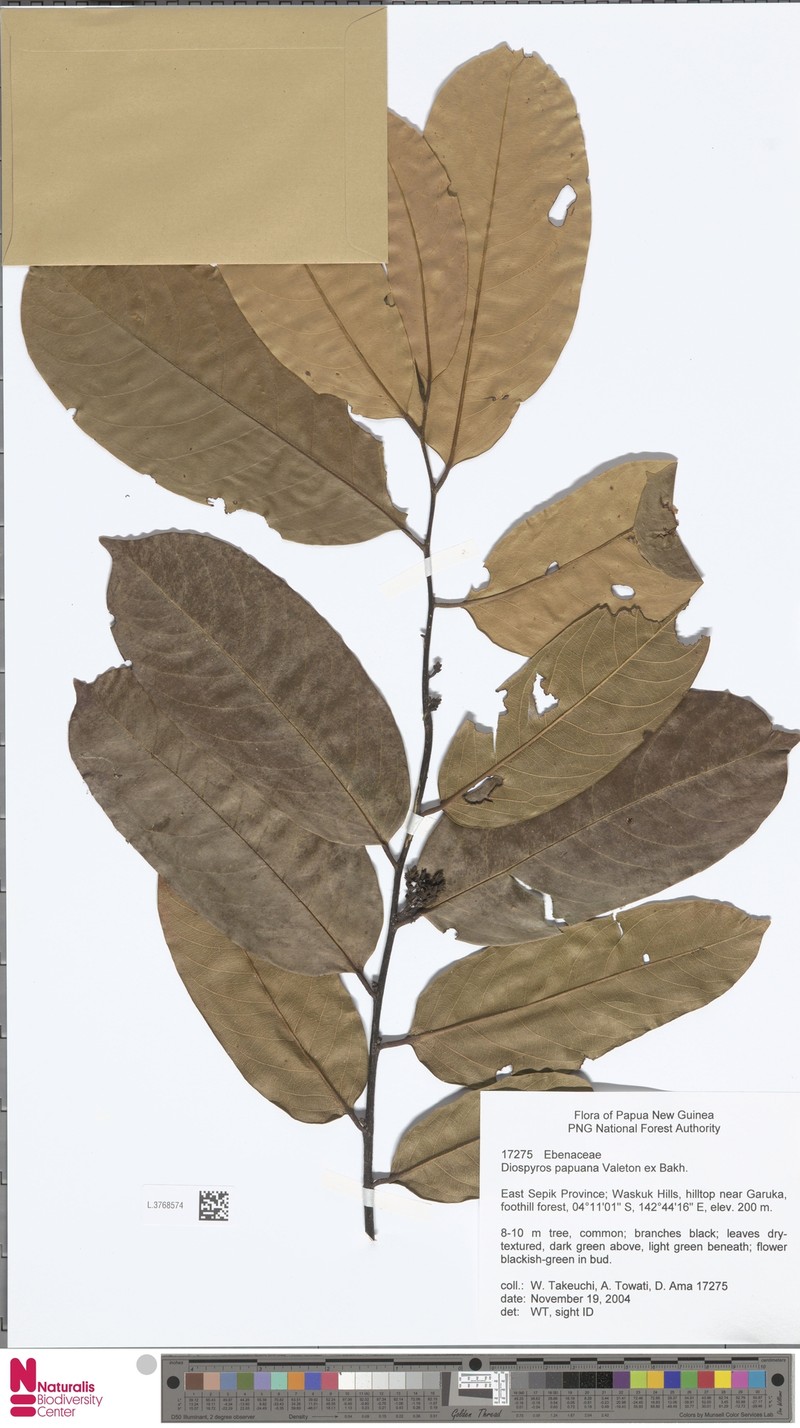 Diospyros papuana photo 6