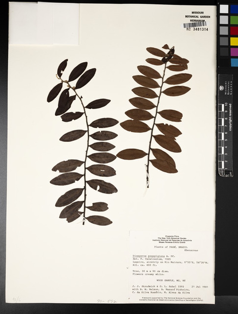 Diospyros paraensis