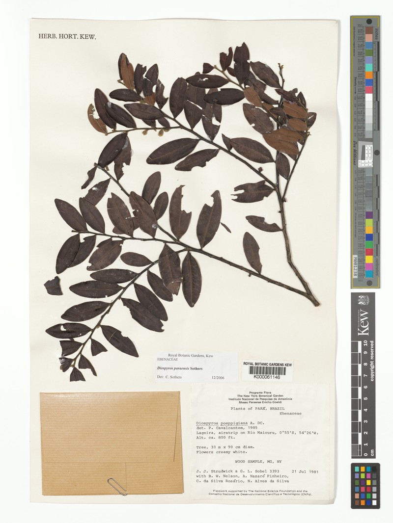 Diospyros paraensis photo 2