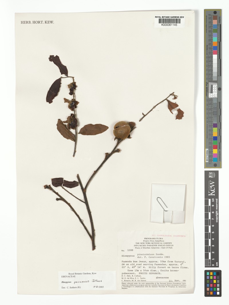 Diospyros paraensis photo 3