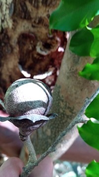 Diospyros parifolia