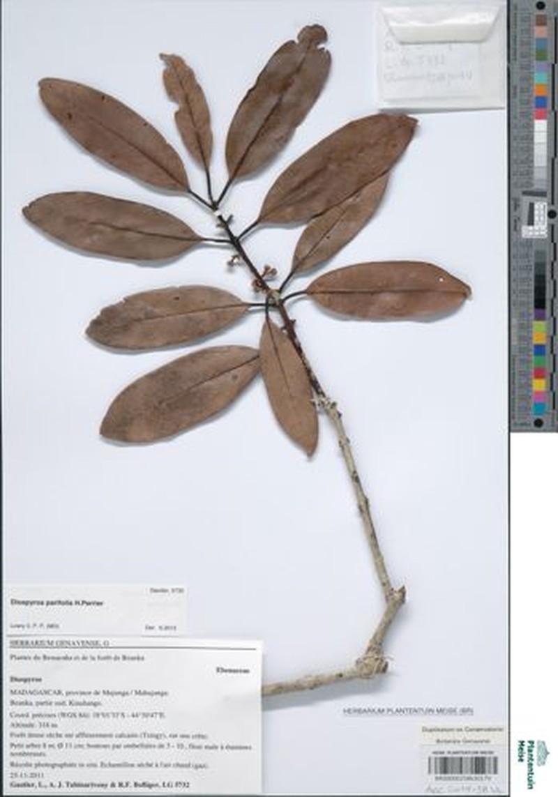 Diospyros parifolia photo 2