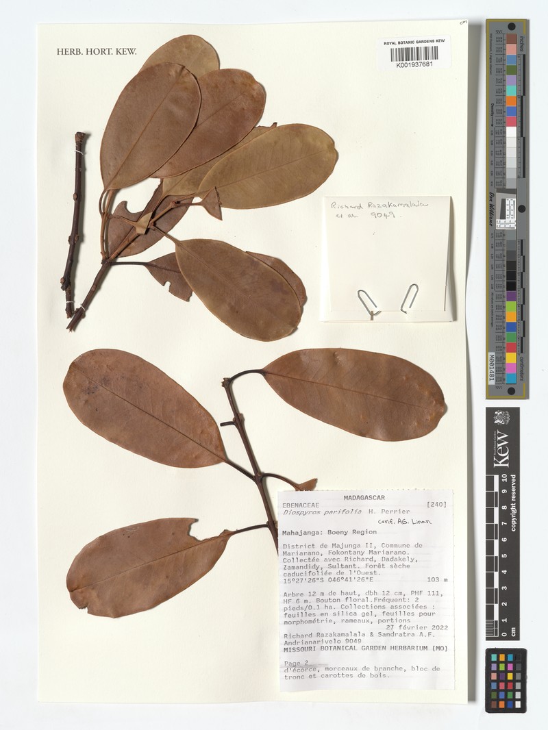Diospyros parifolia photo 3