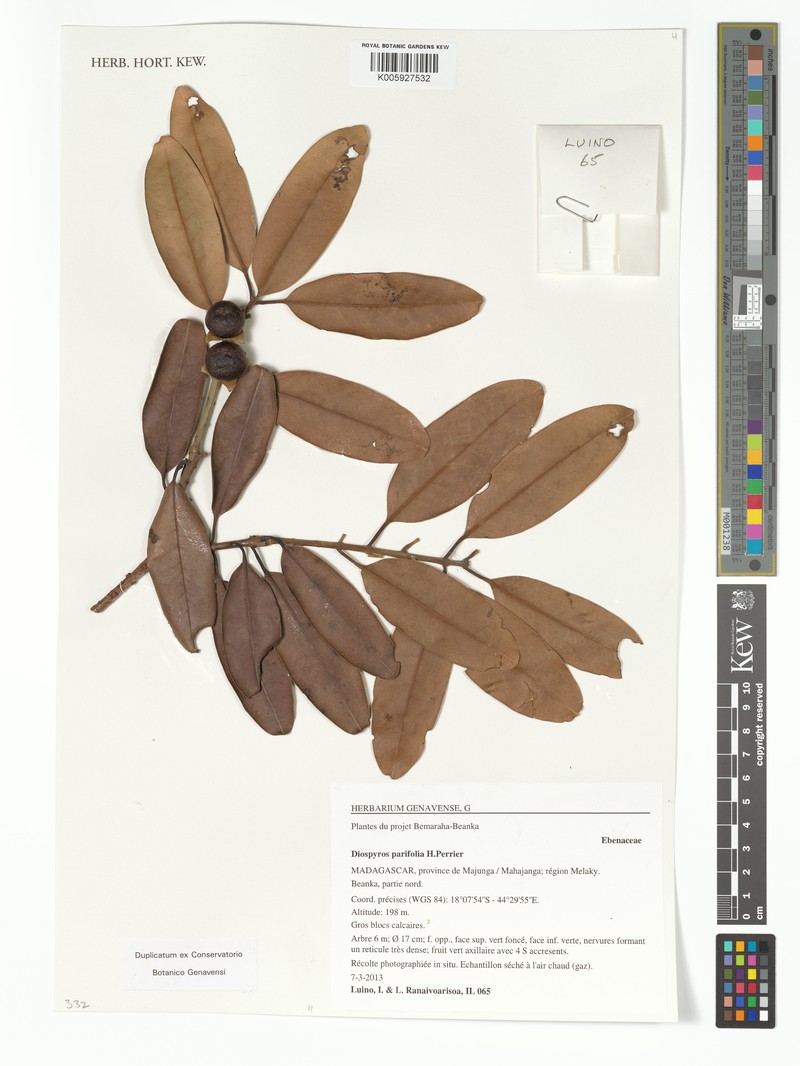 Diospyros parifolia photo 4