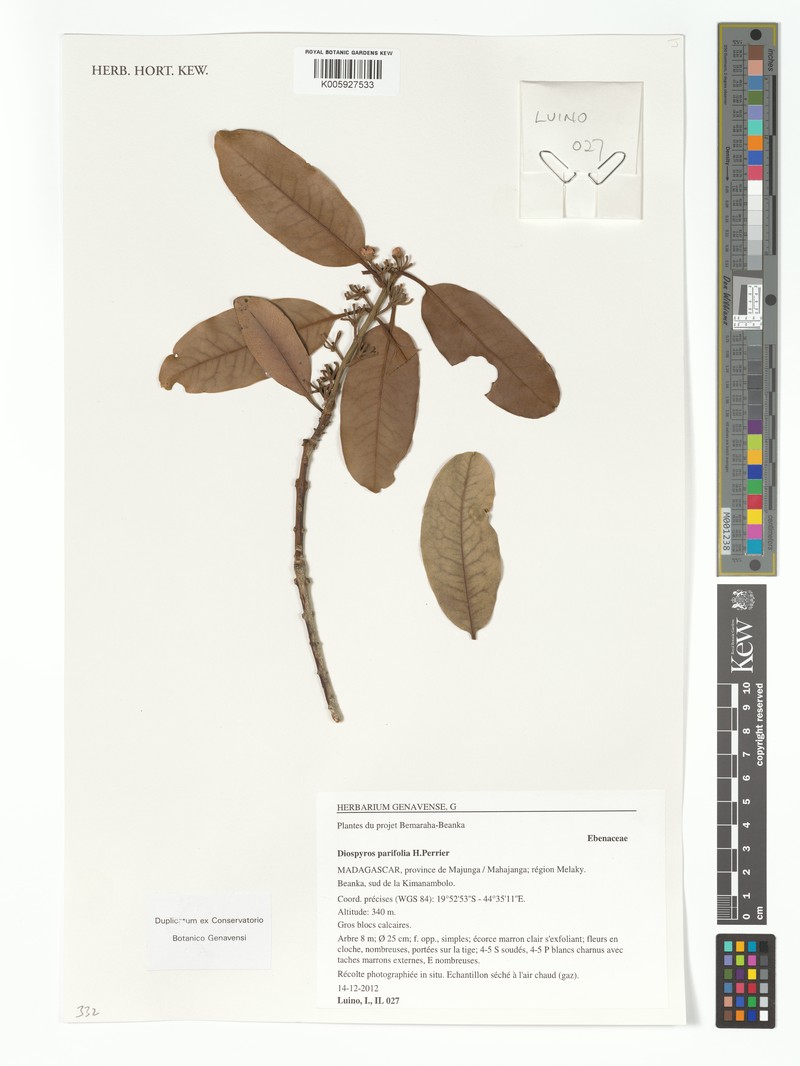 Diospyros parifolia photo 5