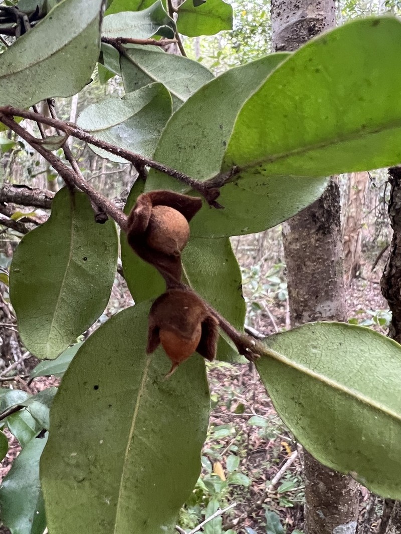 Diospyros parviflora