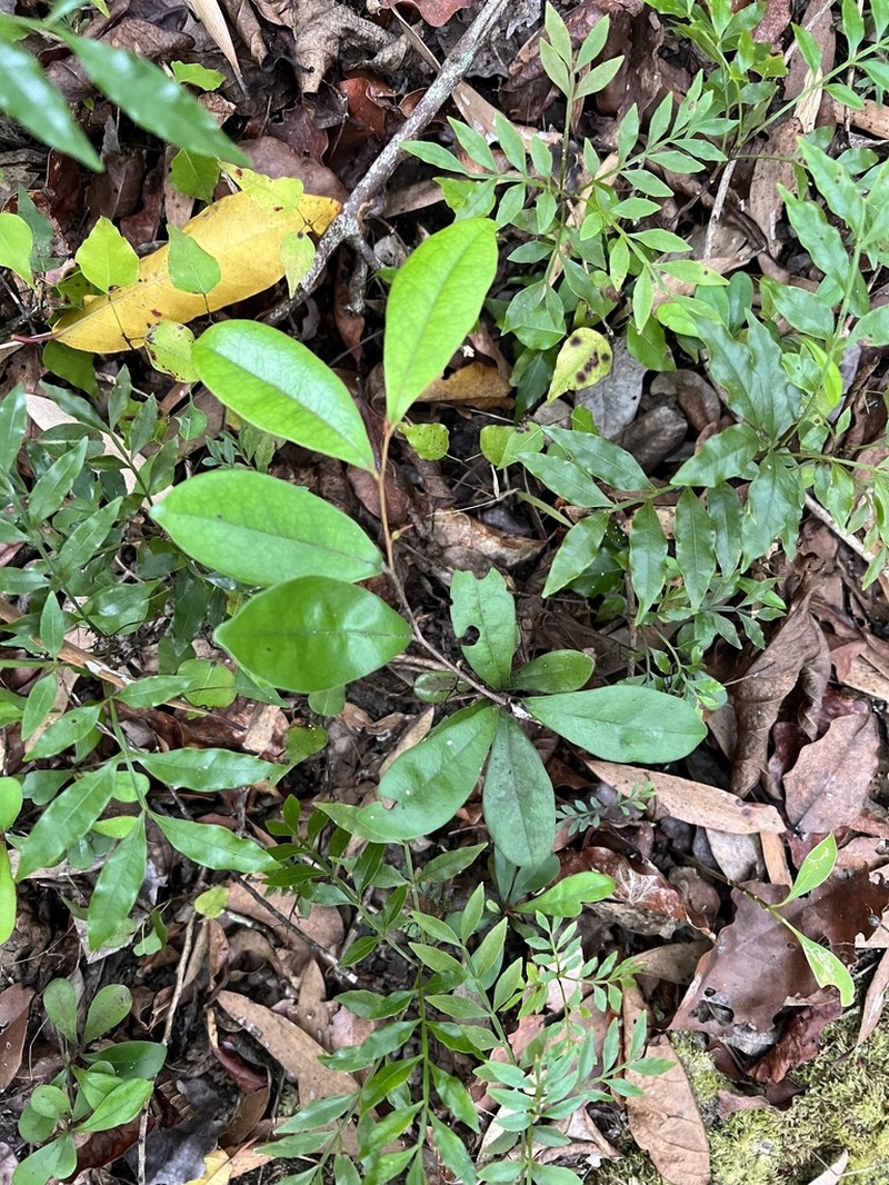 Diospyros parviflora photo 2