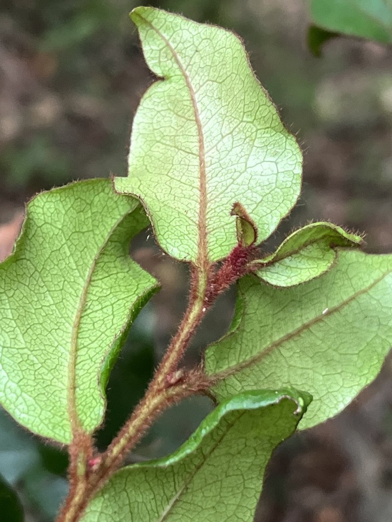 Diospyros parviflora photo 3
