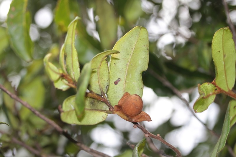 Diospyros parviflora photo 4