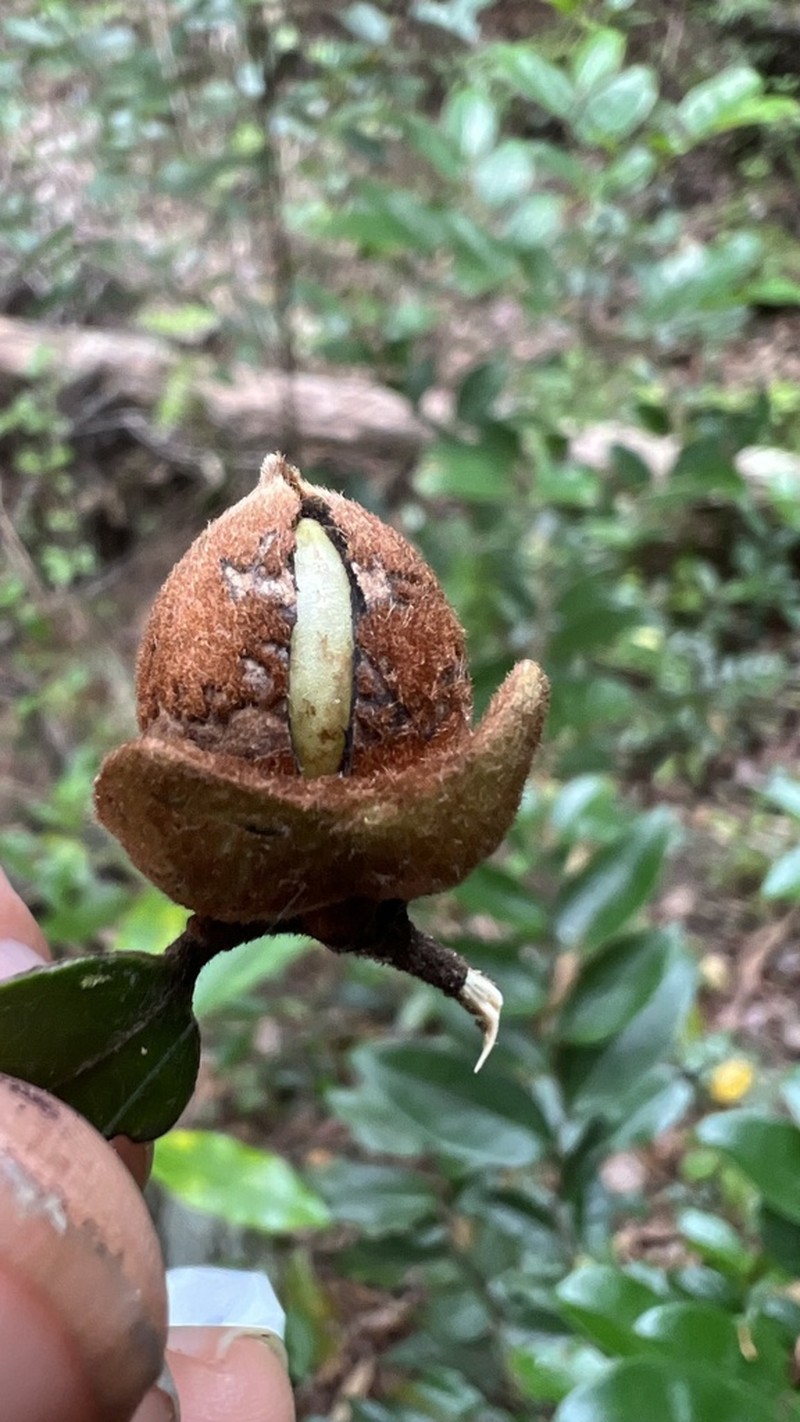 Diospyros parviflora photo 5