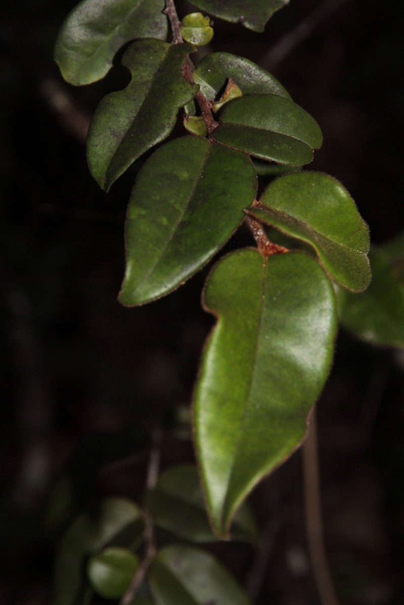 Diospyros parviflora photo 6