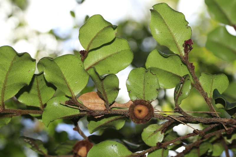 Diospyros parviflora photo 7