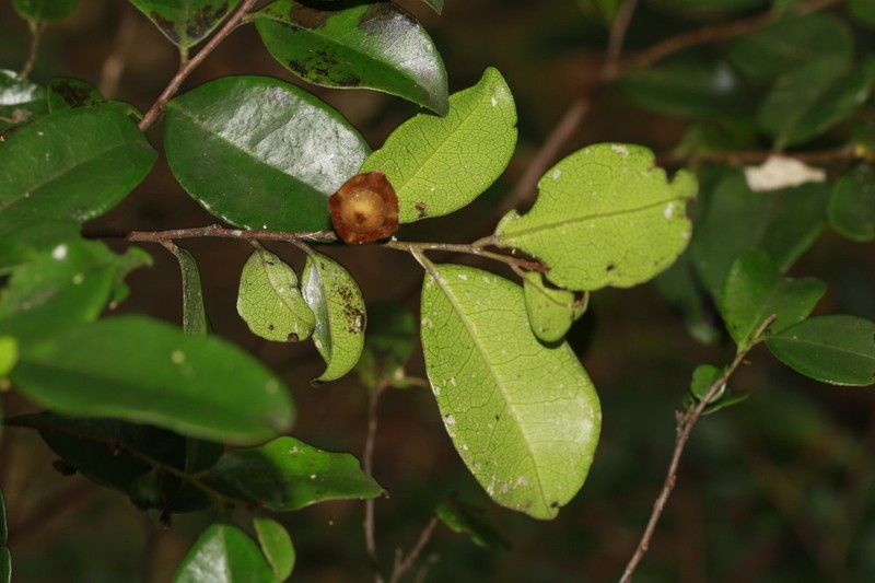 Diospyros parviflora photo 8