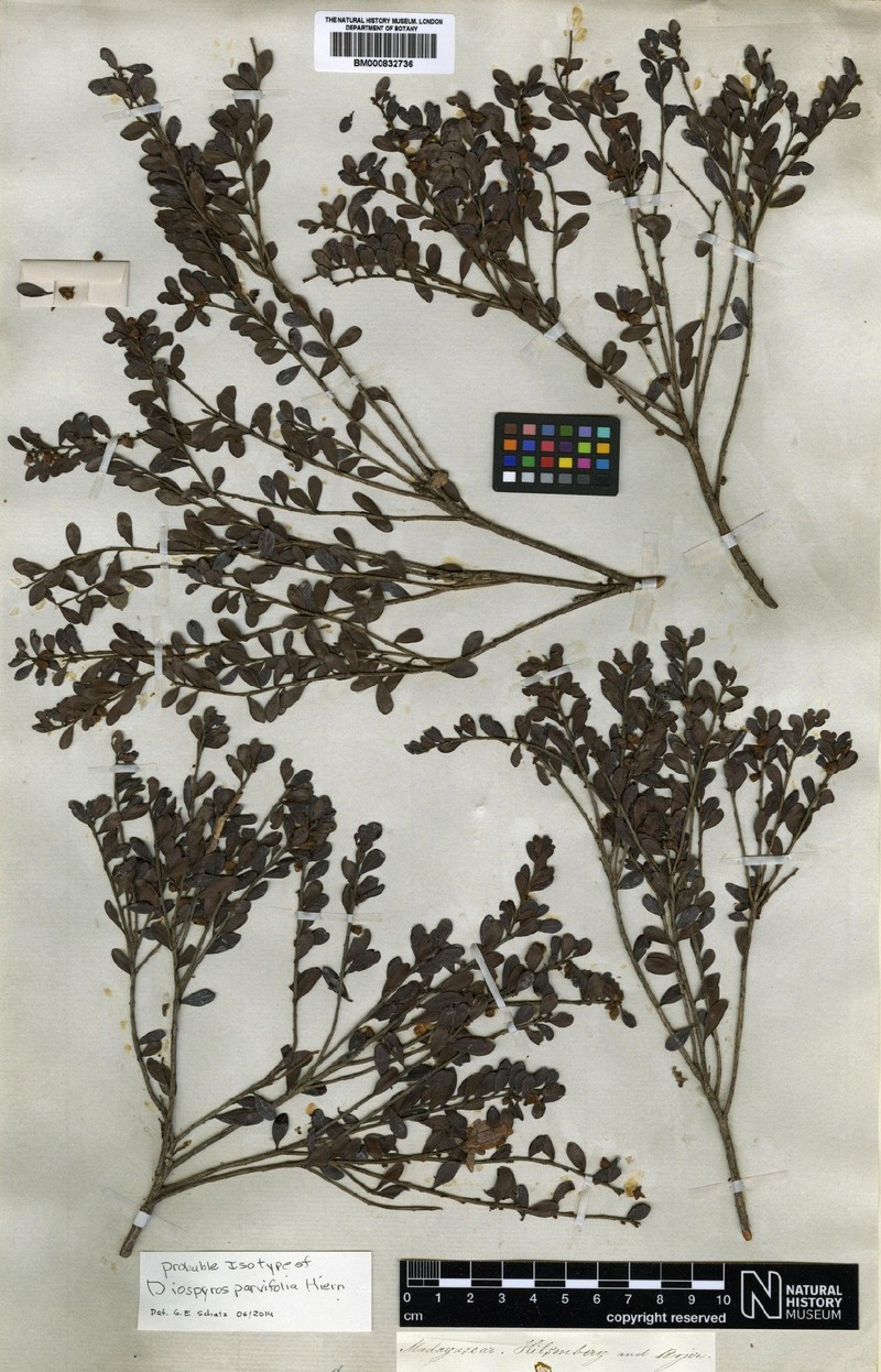 Diospyros parvifolia