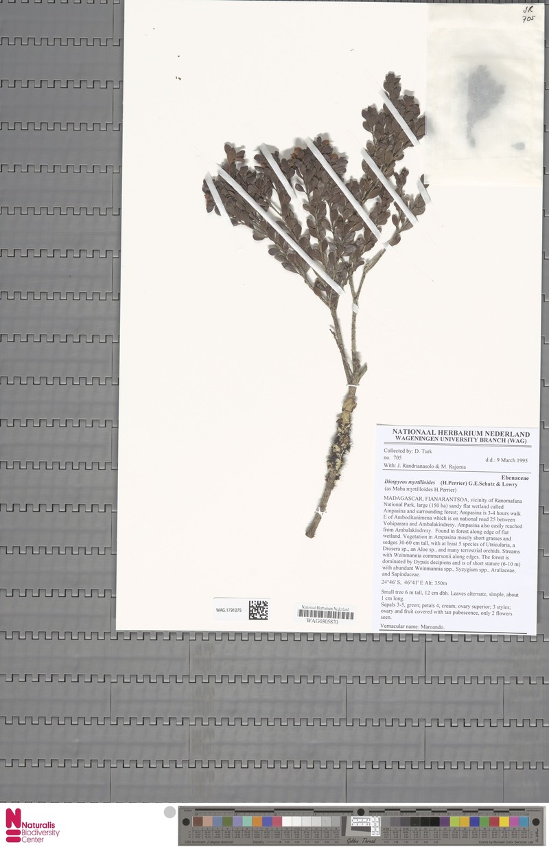 Diospyros parvifolia photo 2