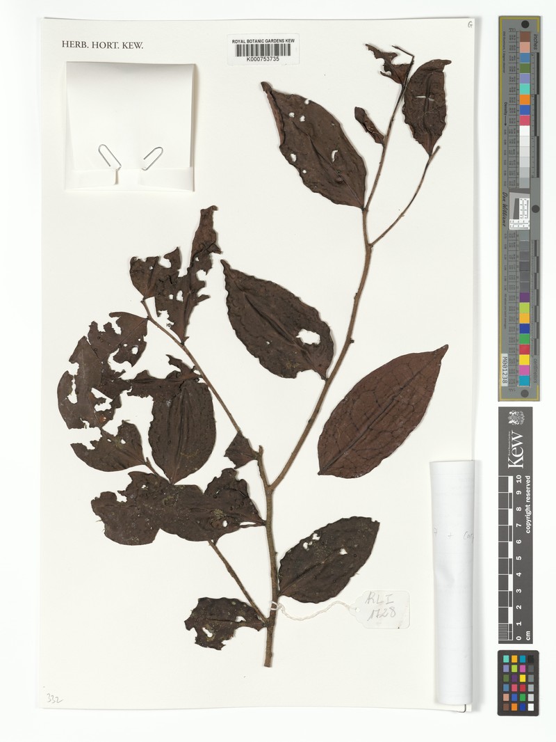 Diospyros parvifolia photo 3