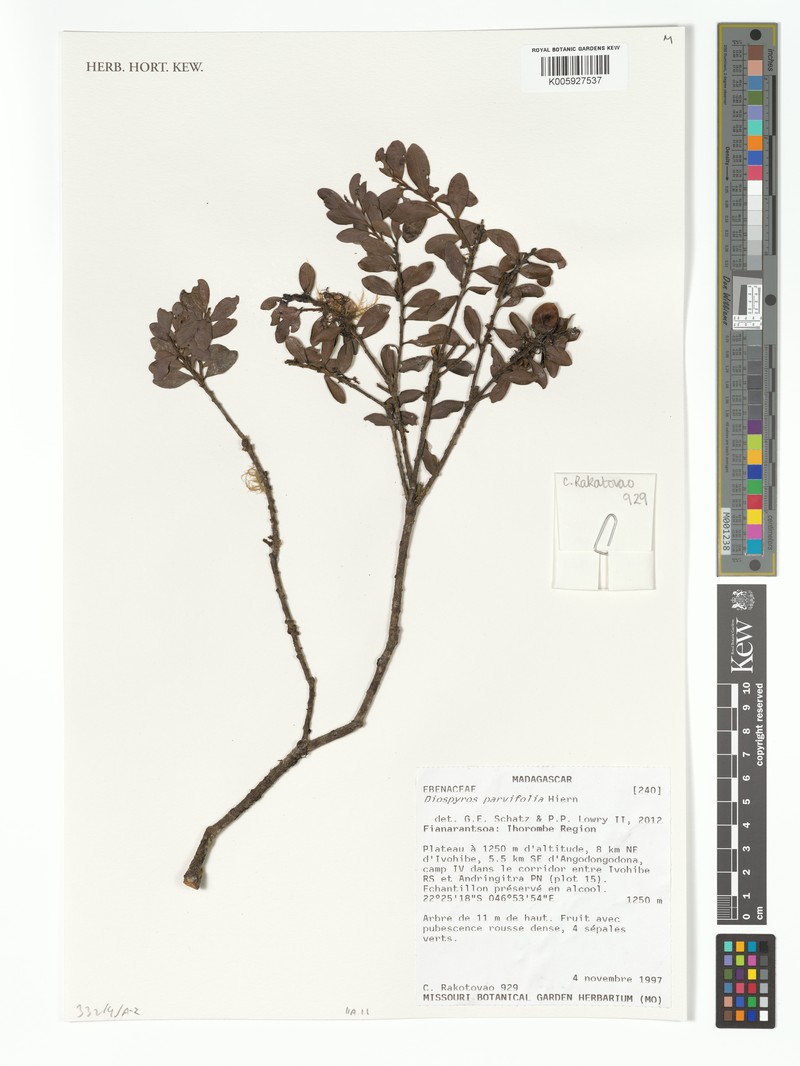 Diospyros parvifolia photo 4