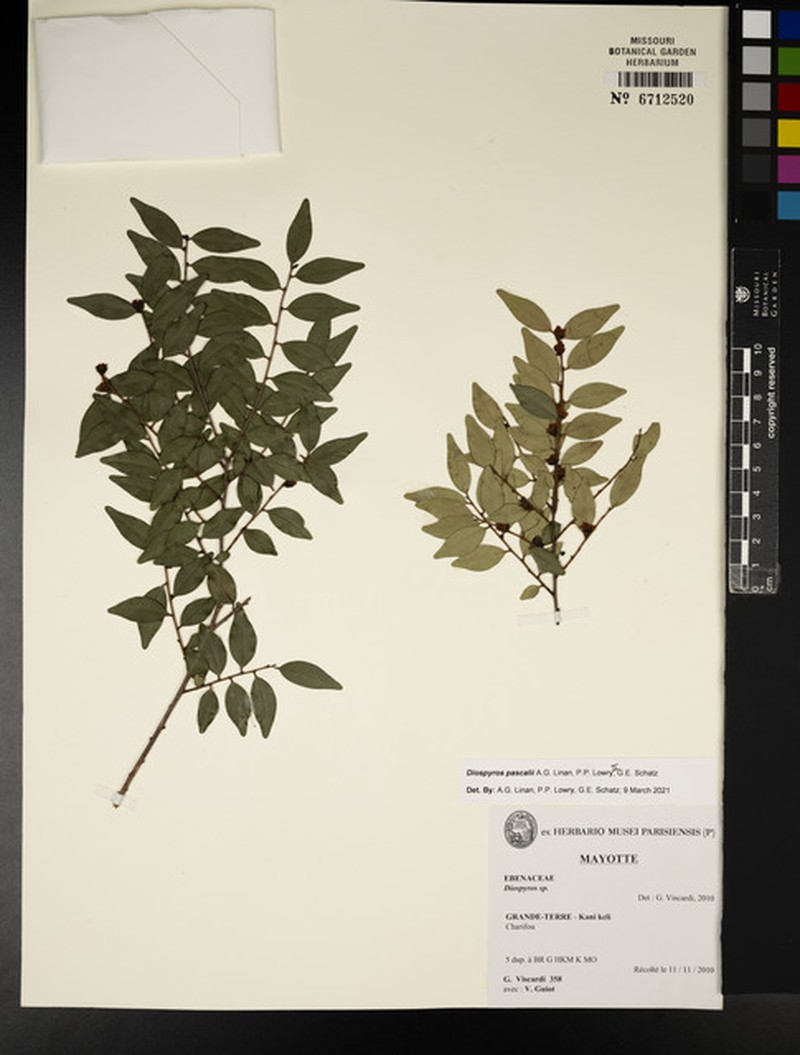 Diospyros pascalii