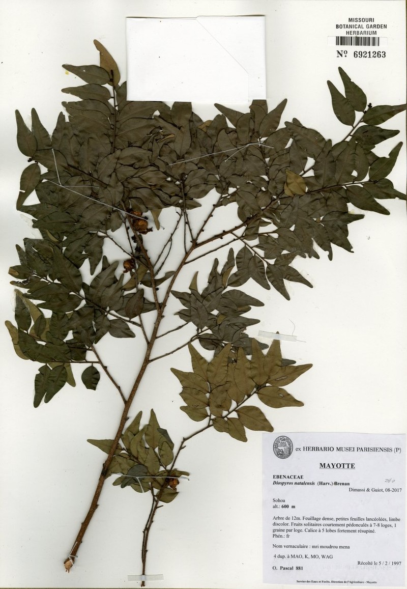 Diospyros pascalii photo 2