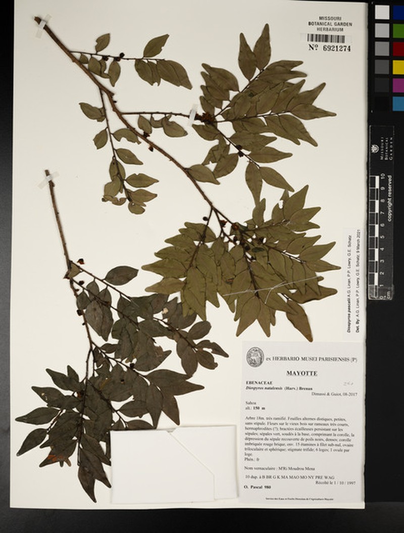 Diospyros pascalii photo 3