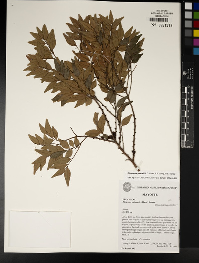 Diospyros pascalii photo 4