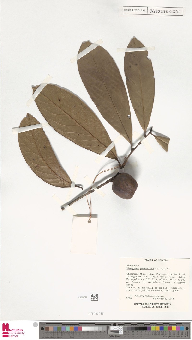 Diospyros pauciflora
