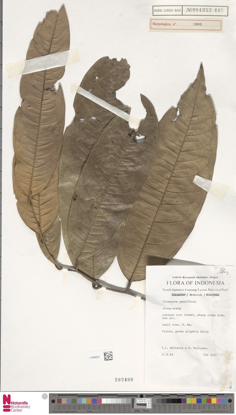 Diospyros pauciflora photo 2