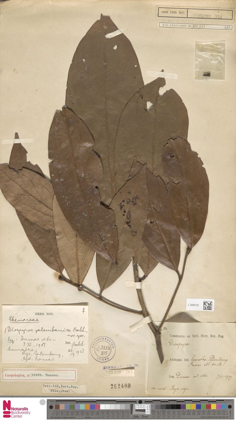 Diospyros pauciflora photo 3