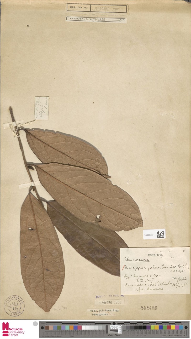 Diospyros pauciflora photo 4