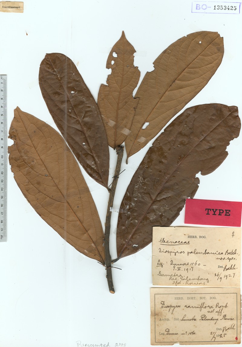 Diospyros pauciflora photo 5