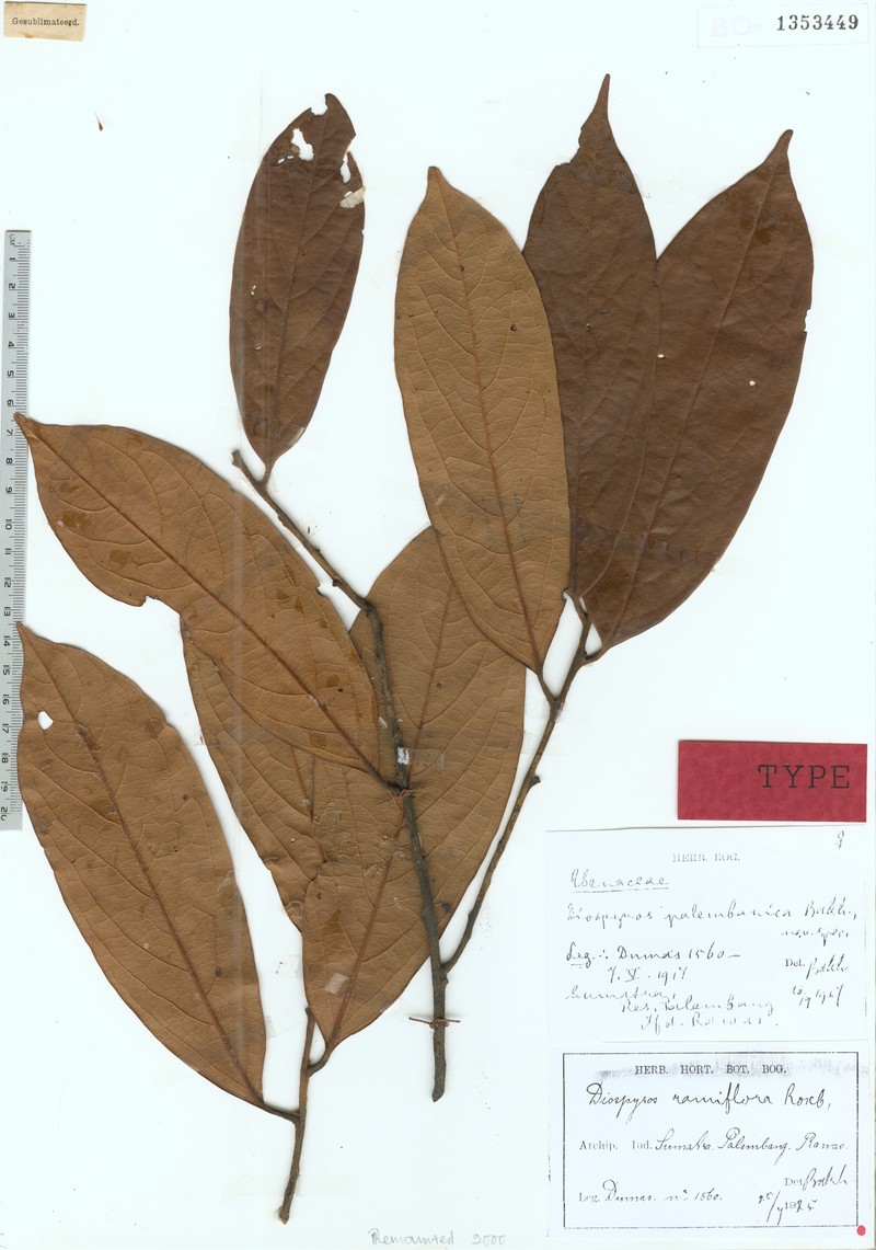 Diospyros pauciflora photo 6