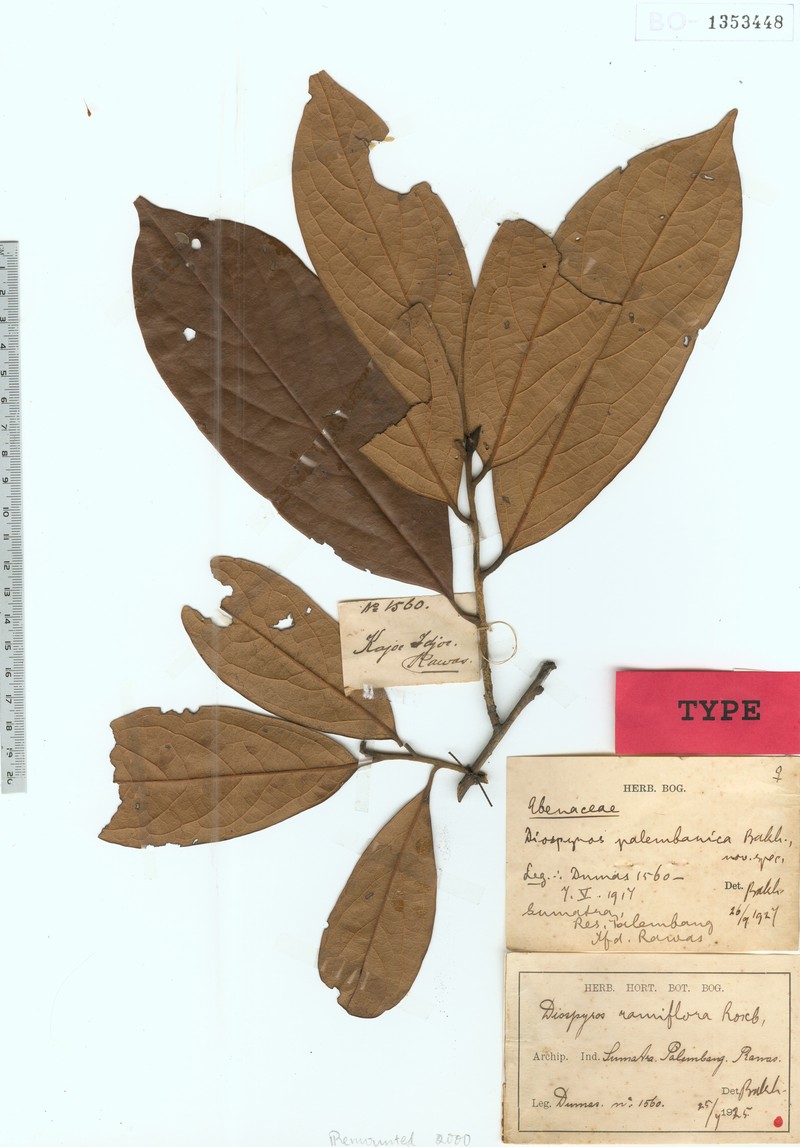 Diospyros pauciflora photo 7