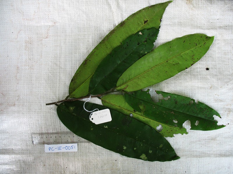 Diospyros peekelii