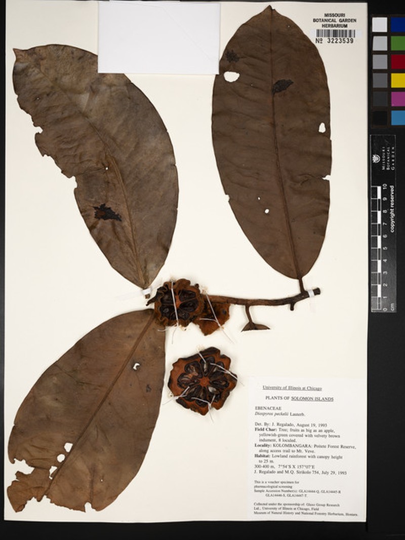 Diospyros peekelii photo 2
