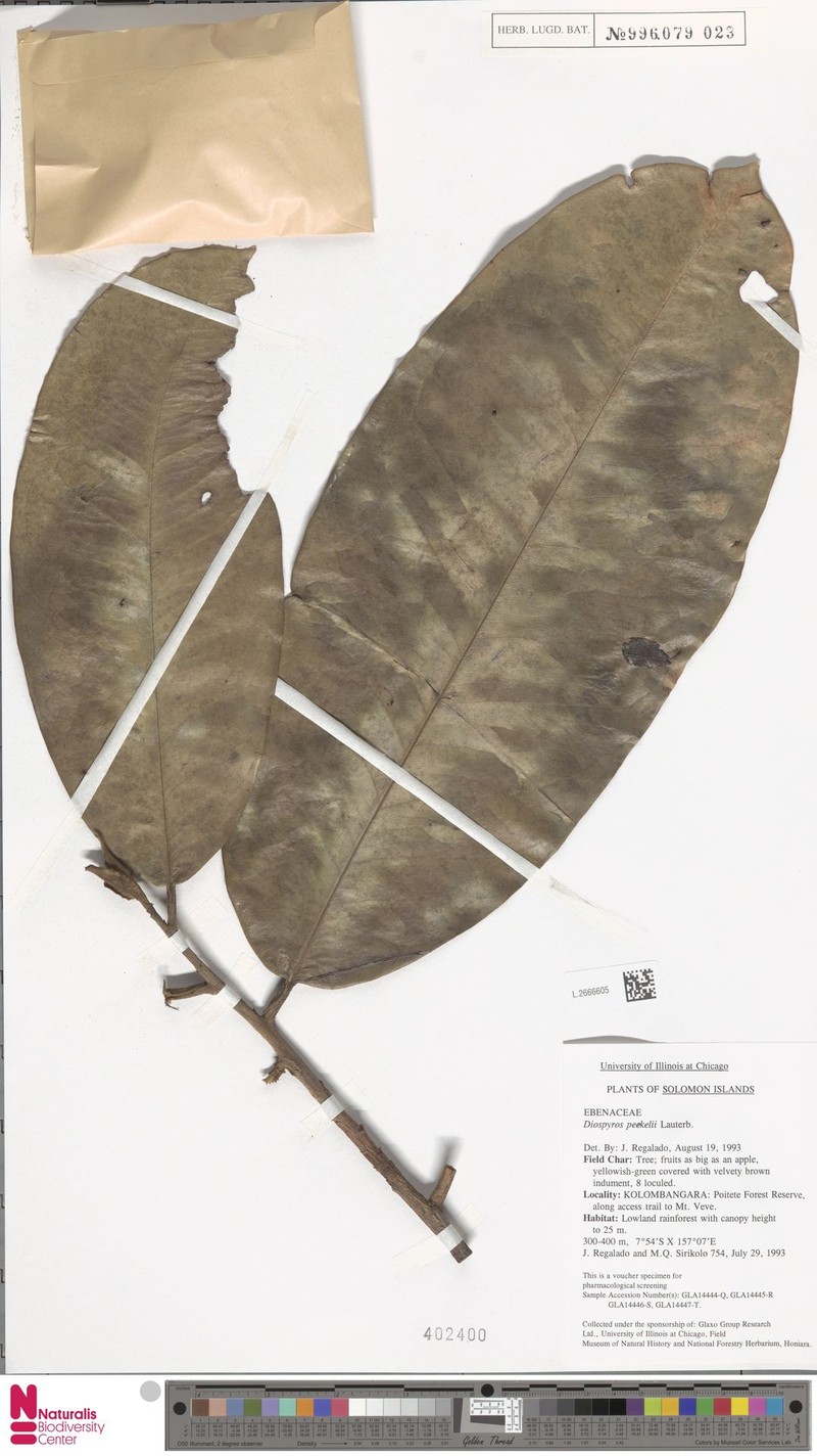 Diospyros peekelii photo 3