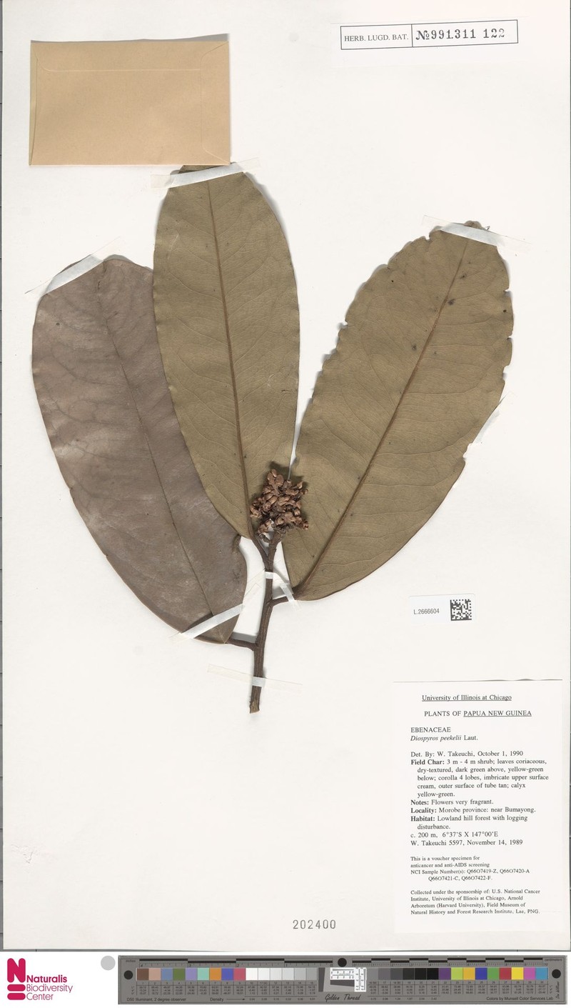 Diospyros peekelii photo 4