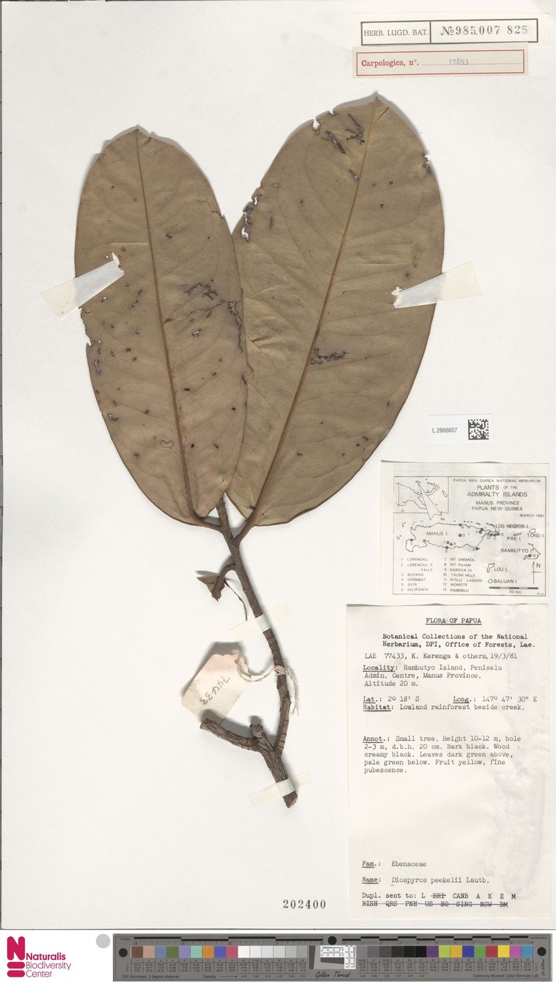 Diospyros peekelii photo 5