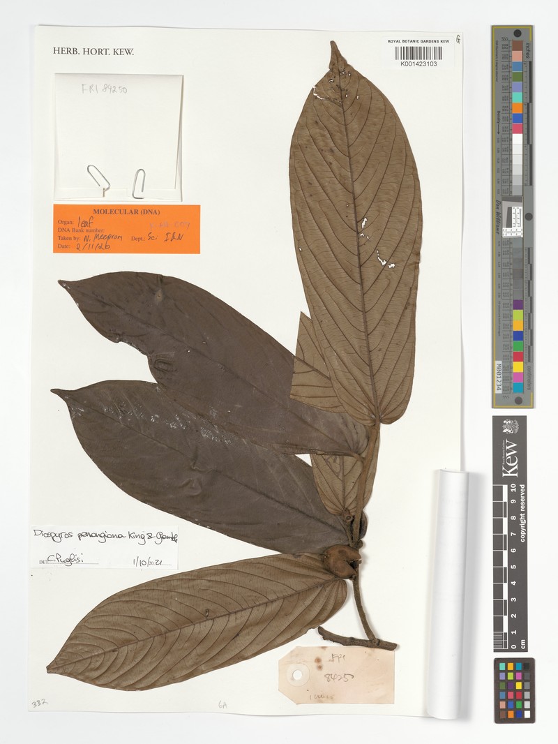 Diospyros penangiana