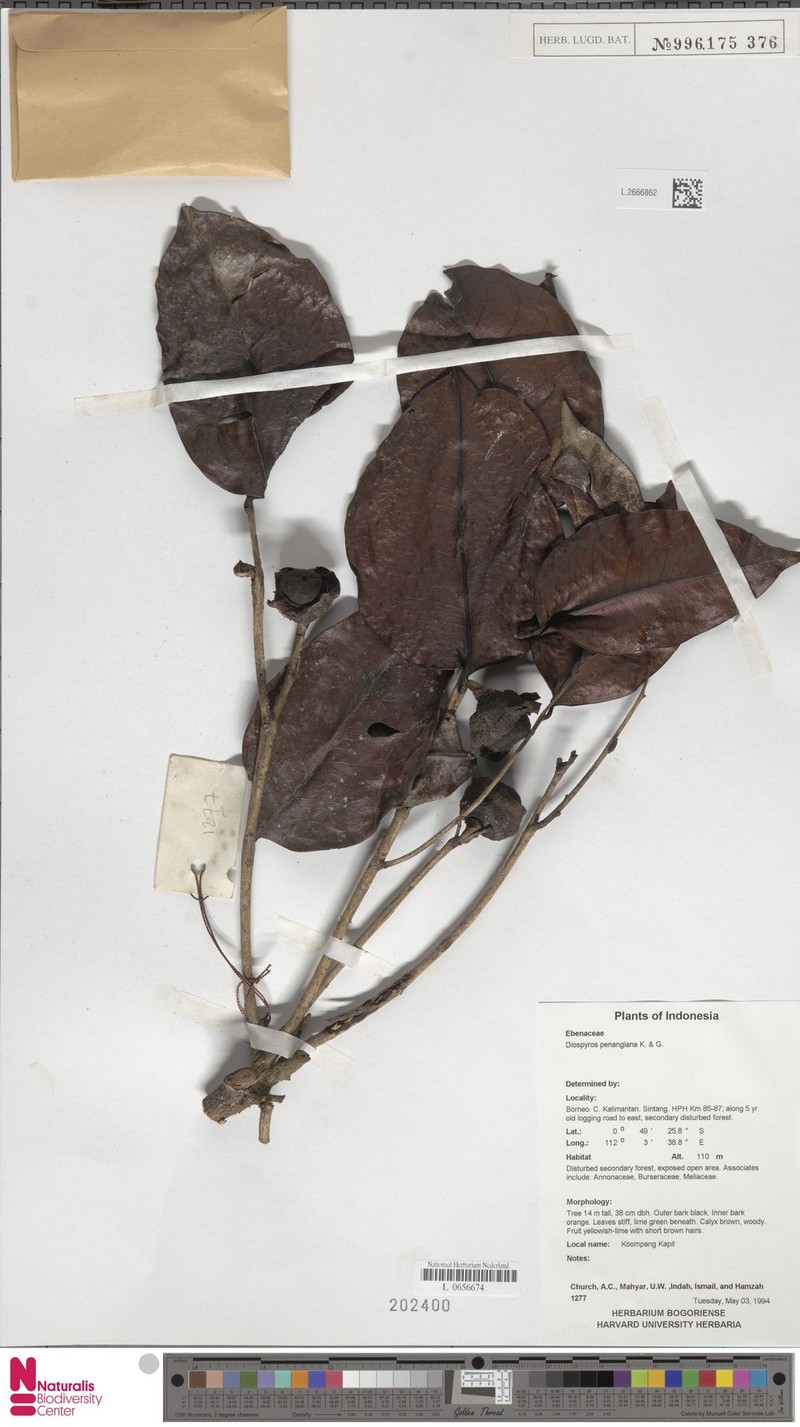 Diospyros penangiana photo 2