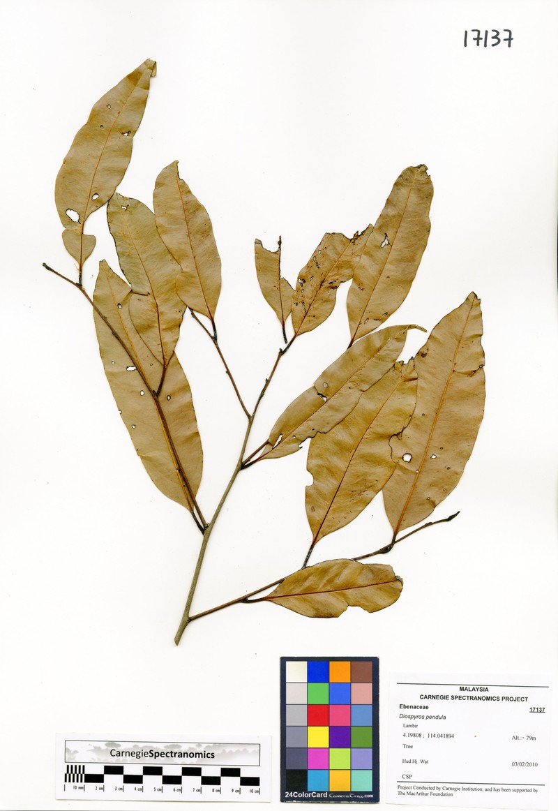 Diospyros pendula photo 3