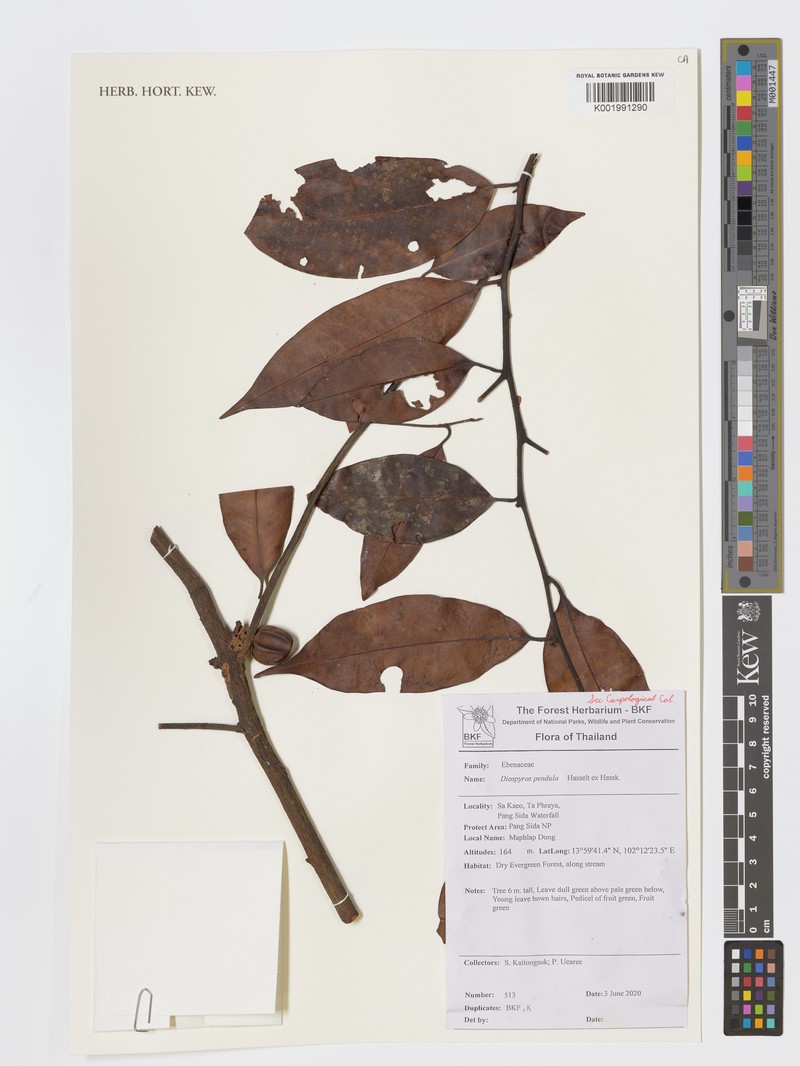 Diospyros pendula photo 5