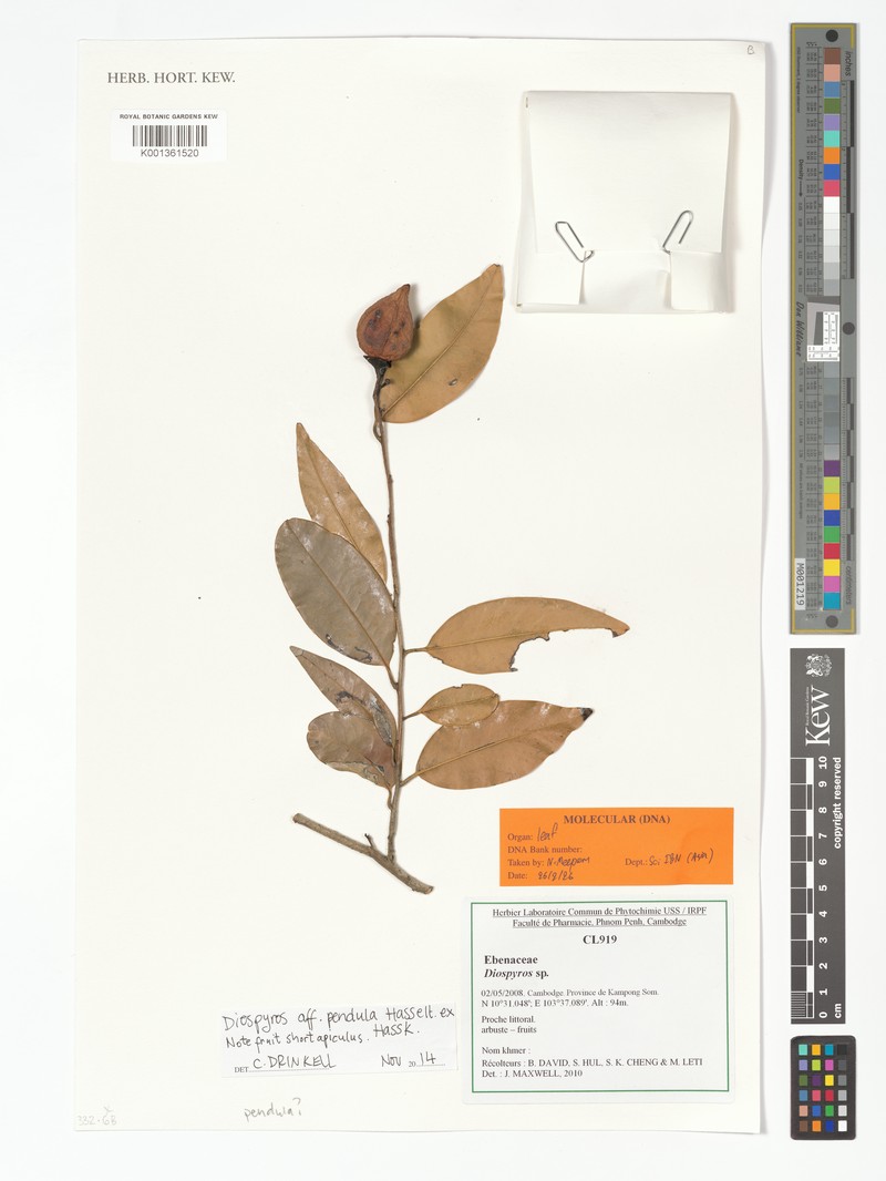 Diospyros pendula photo 6