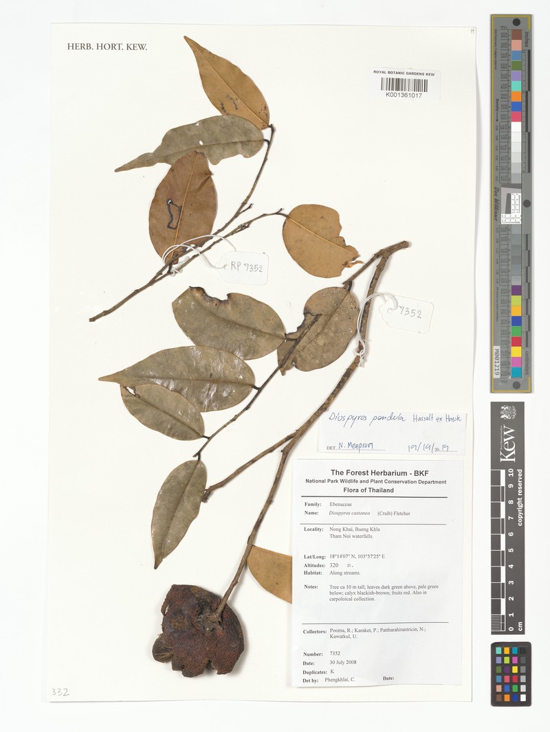 Diospyros pendula photo 7
