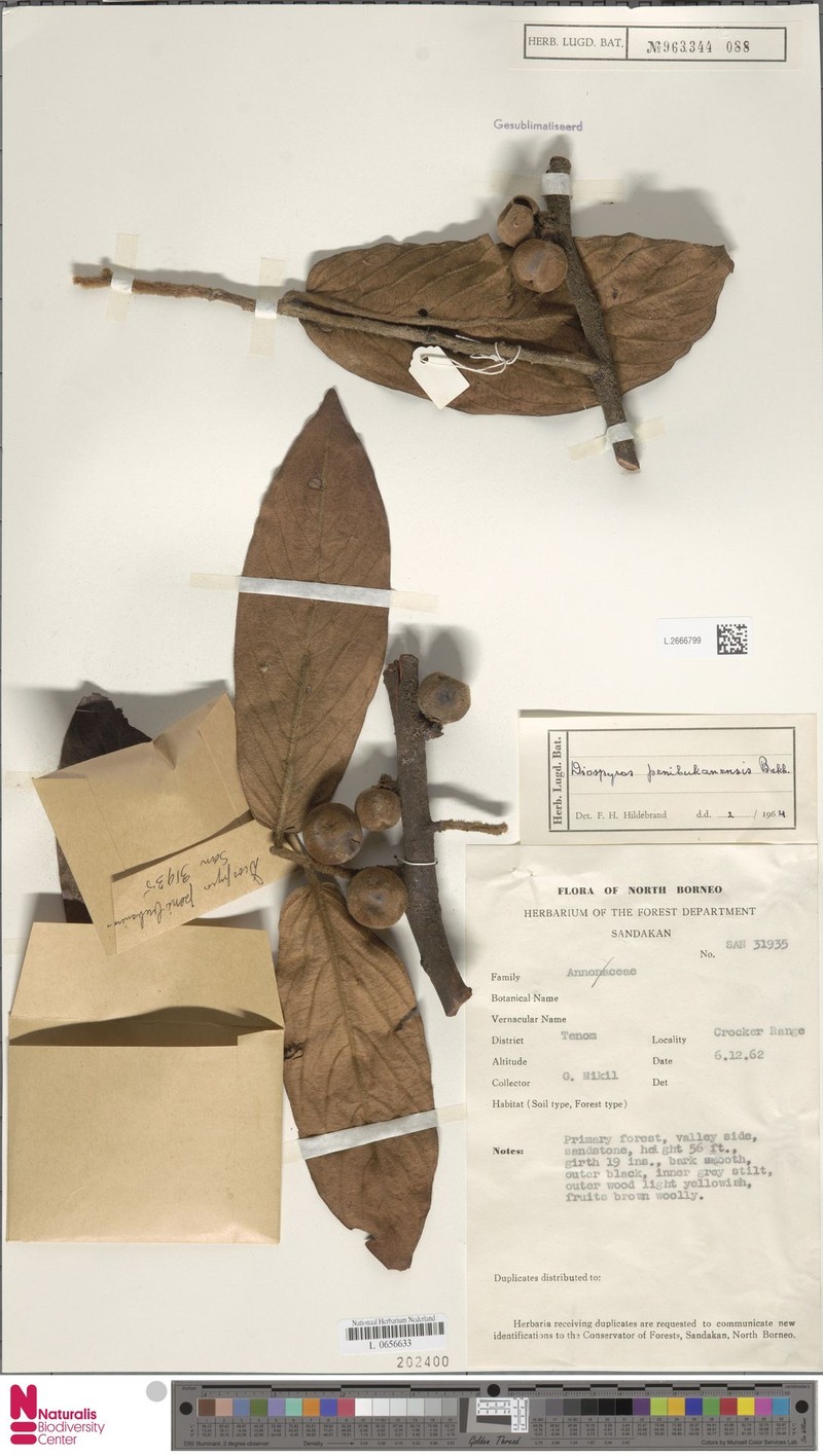Diospyros penibukanensis