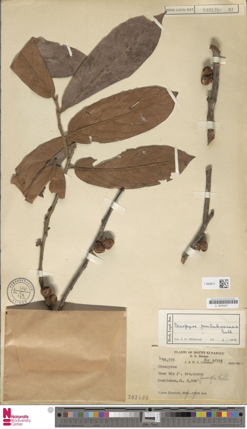 Diospyros penibukanensis photo 2