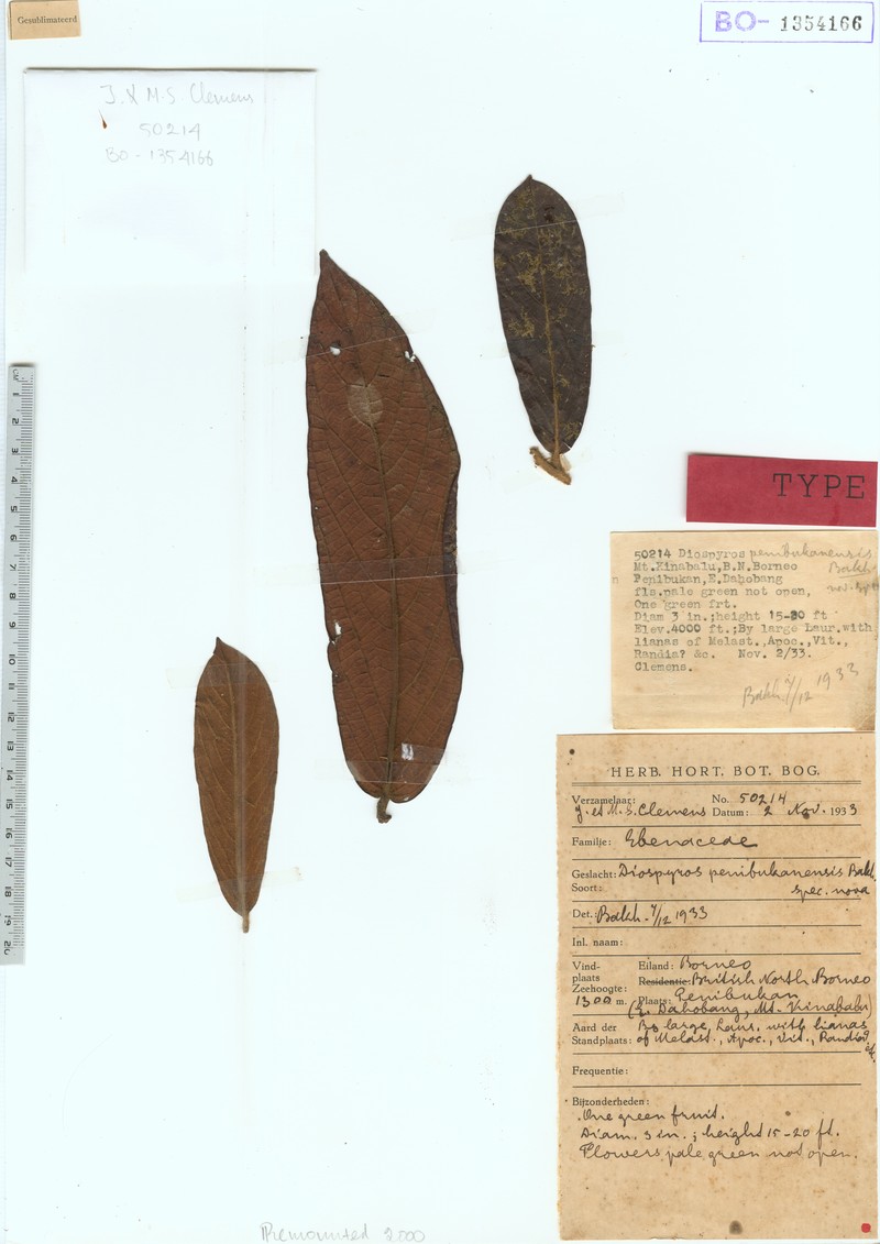 Diospyros penibukanensis photo 3